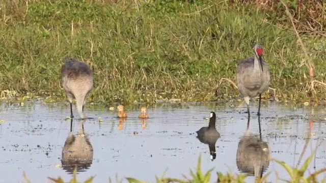 3dRose Sandhill Crane with both colts, Florida - Water Bottle, 21