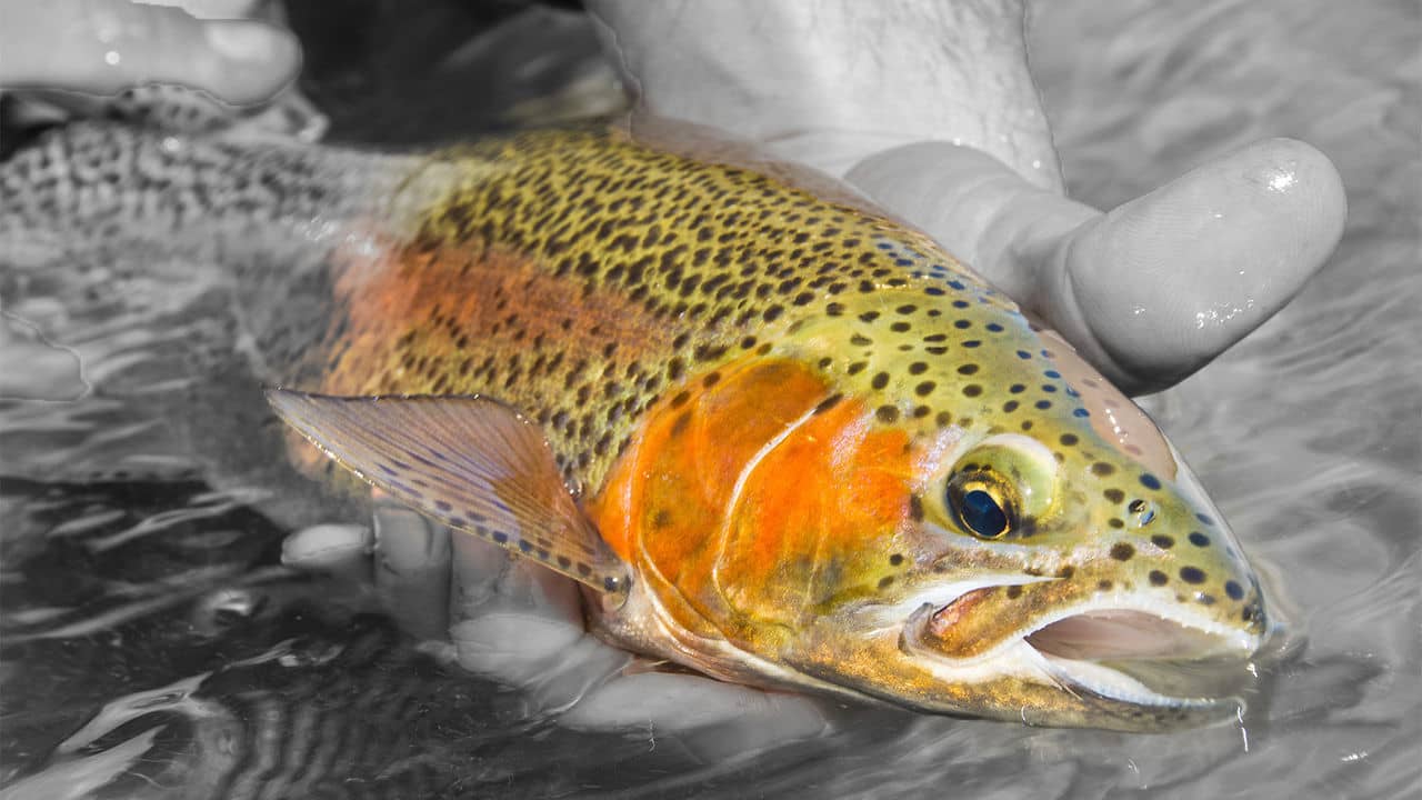 Fly Fishing Arkansas River Pueblo CO on Vimeo