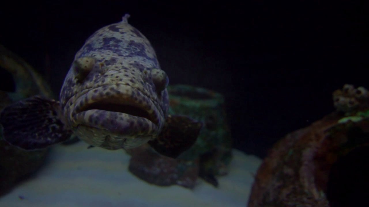 Seascape Aquarium & Pet Center