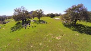 DJI Phantom