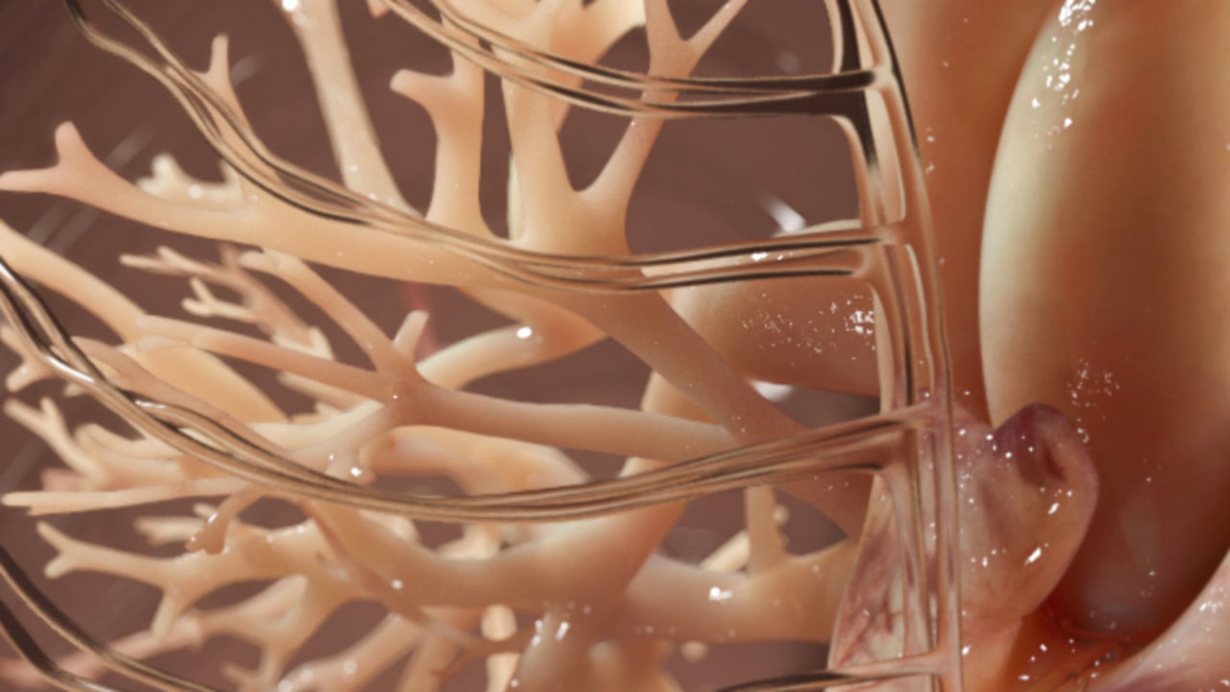 Visual exploration of heart | Videos & Movies on Vimeo