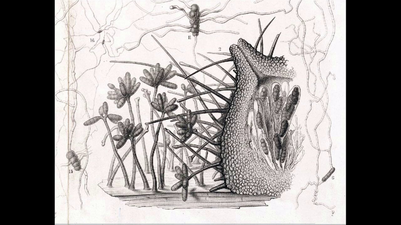 Science at FMNH – Sexual and Asexual Reproduction in Fungi