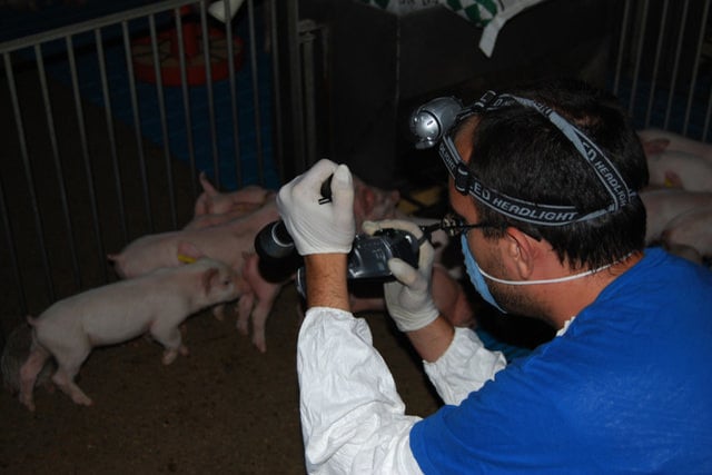 Igualdad Animal responde a Campofrío