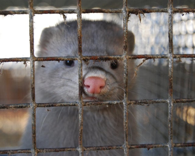 Adelanto investigación granjas de visones en España Igualdad Animal
