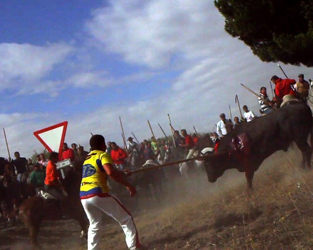 Igualdad Animal graba la matanza de Moscatel en Tordesillas