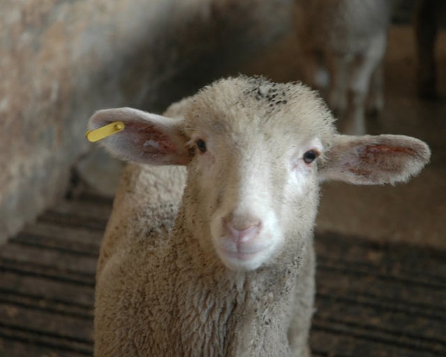 Matadero de corderos – Lamb slaughterhouse | Igualdad Animal – Animal Equality investigation