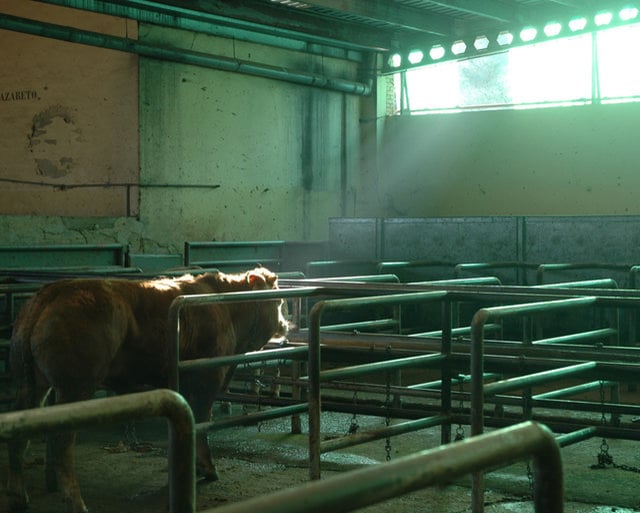 Matadero de vacas y terneros – Cow slaughterhouse | Investigación de Igualdad Animal – Animal Equality investigation