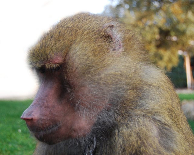Rescue of the baboon Moses from a circus