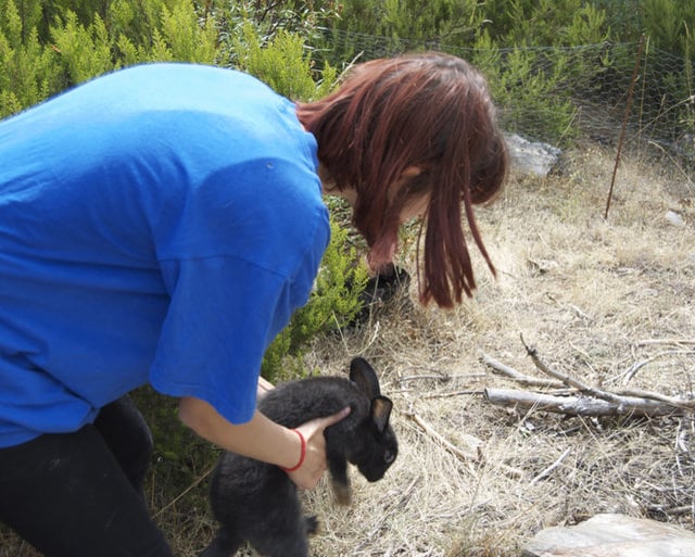 Open rescue of 31 rabbits
