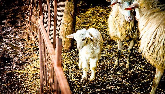 Das Leben der Lämmer- Eine Animal Equality Recherche