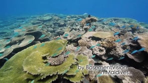 BasementVision 2013 show reel 2/3 - underwater Maldives