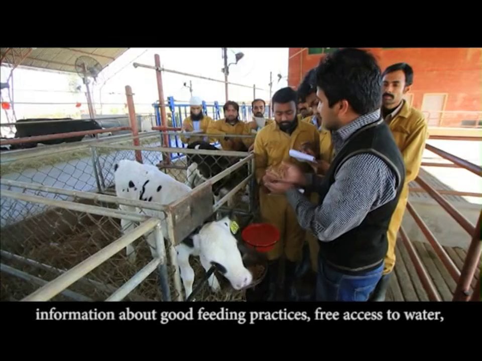 USAIDDRDF Dairy Project_Reaping New DividendsThe Rural Dairy Farmer