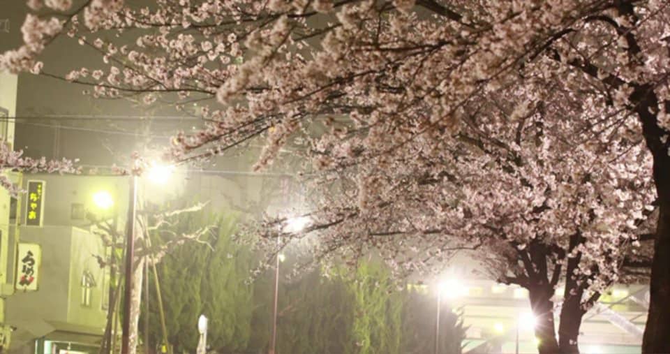 4K Cherry trees at night by EOS1D C on Vimeo