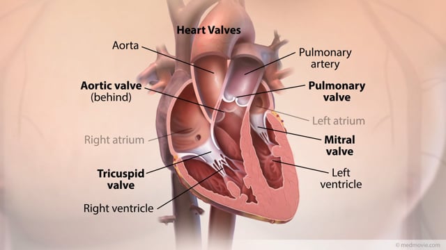 Piedmont Healthcare LV Myocardial Strain Workflow on Siemens SC200 on Vimeo