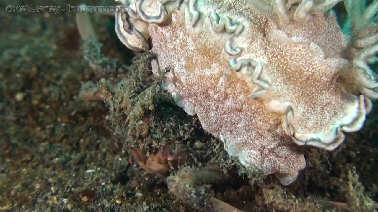 Carry Crab with Nudibranch