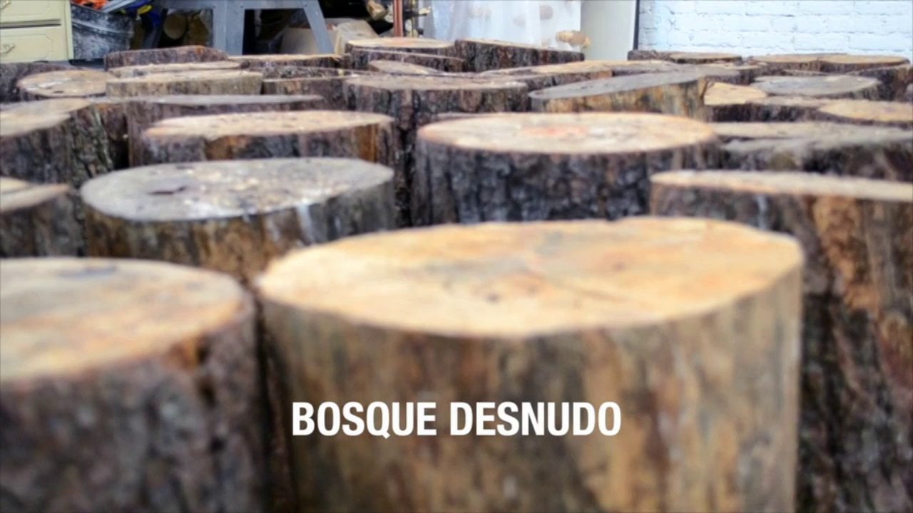 BOSQUE DESNUDO