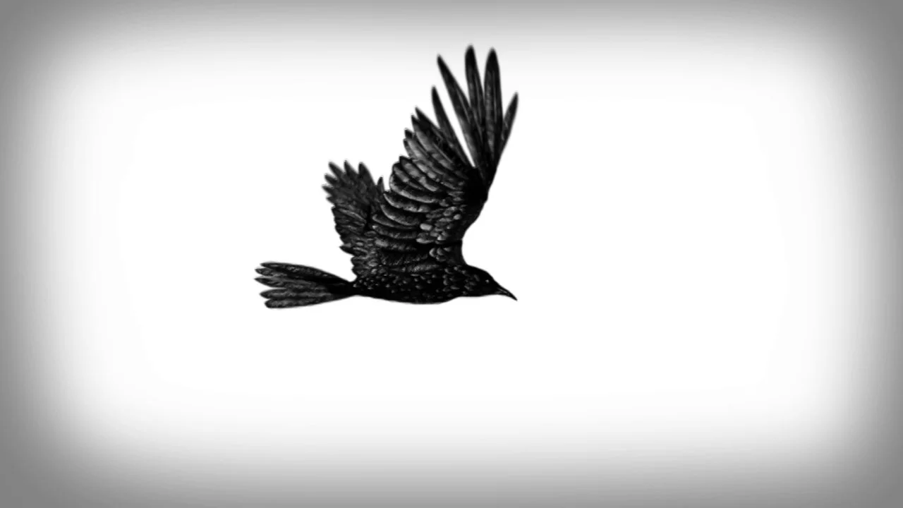 crow flying animation