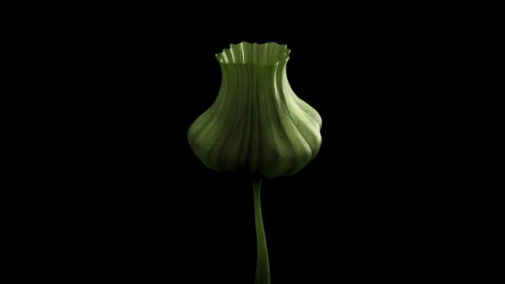 KALTENBERG "LOTUS"