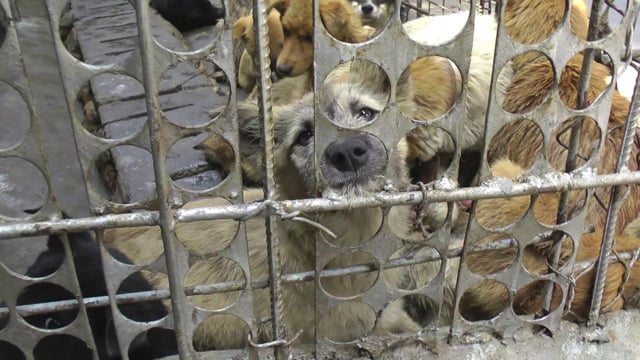 Animal Equality deckt Hundefleischhandel in China auf