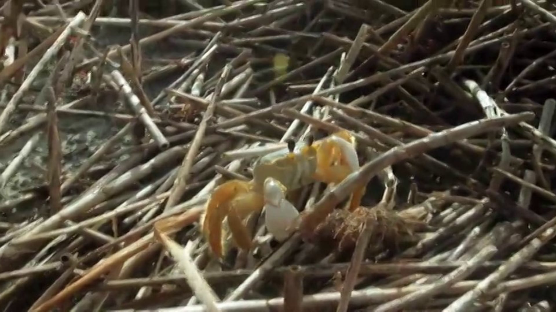 Roger Day: "Ghost Crab"