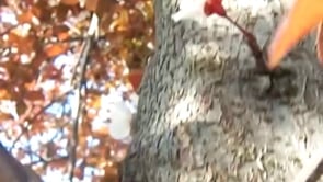 Videos about “csustan” on Vimeo