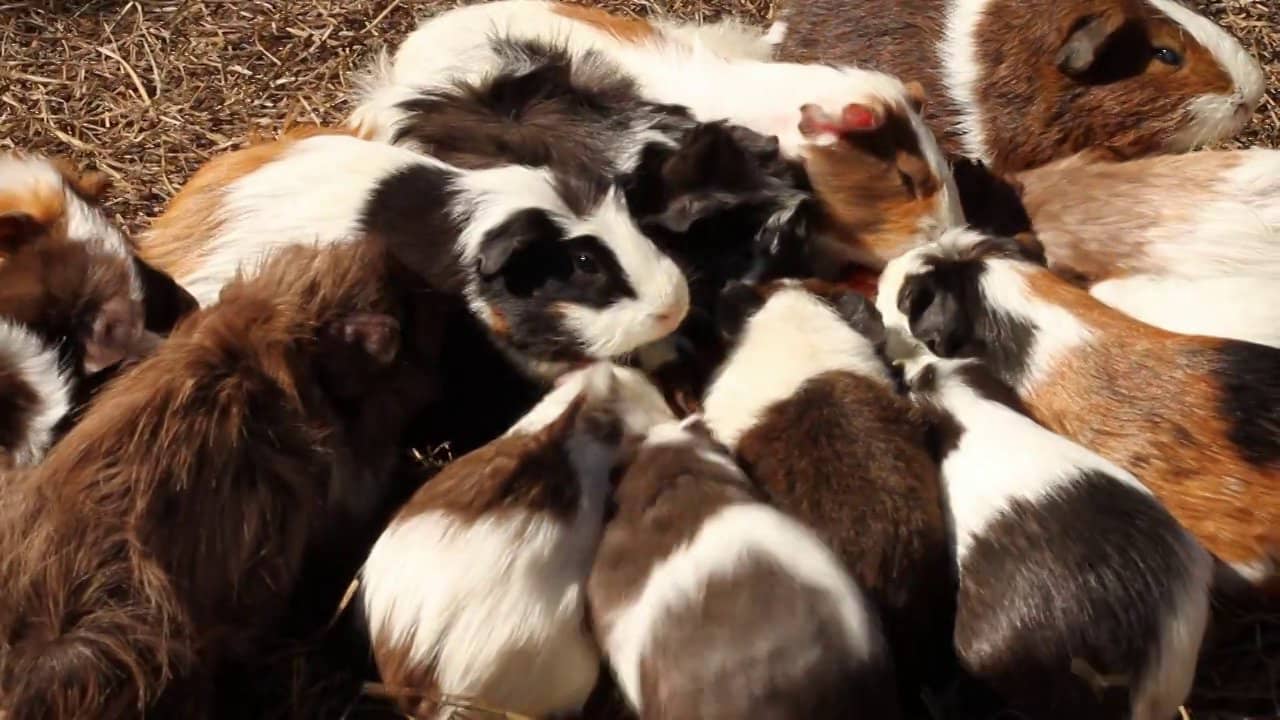 Guinea Pig Colony on Vimeo