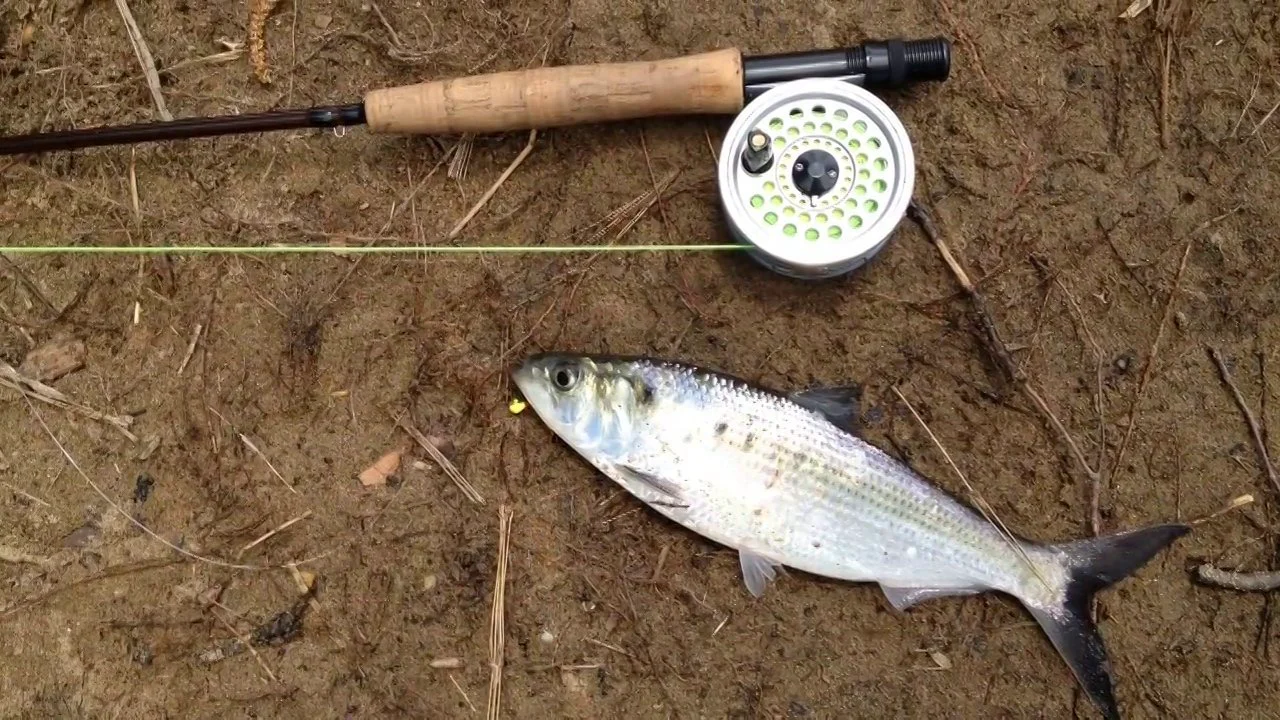 James River Shad Run on Vimeo