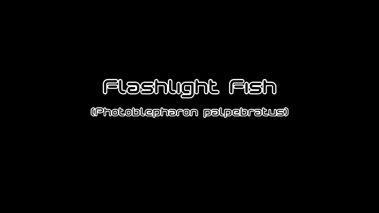 Flashlight Fish - Photoblepharon palpebratum
