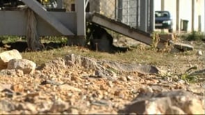 Més de 150 actualitzacions del cens d'animals domèstics
