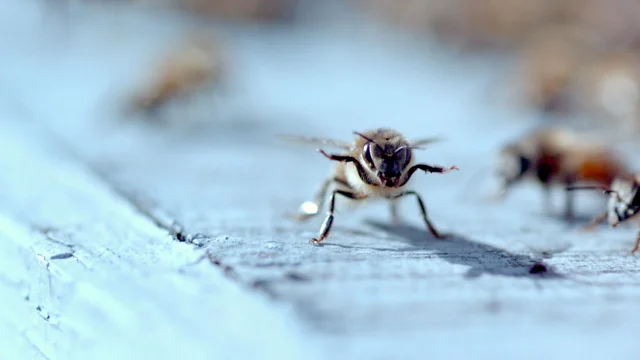 Bee Flight- Our Honey Gift Set