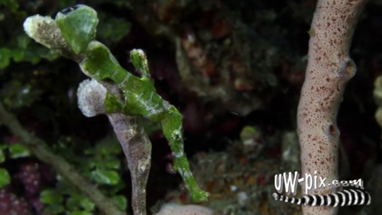 Mating Halimeda & Velvet Ghostpipefishes