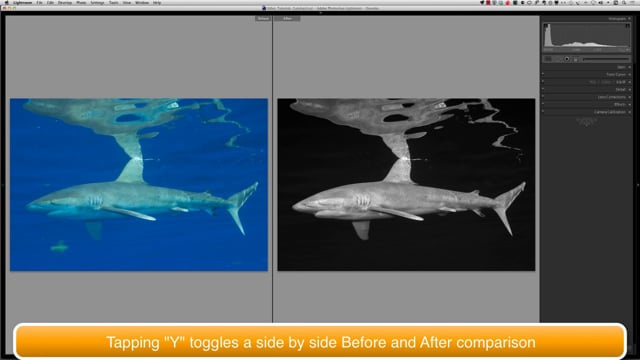 Lightroom Tutorial: Underwater Black & White Conversion by Go Ask Erin