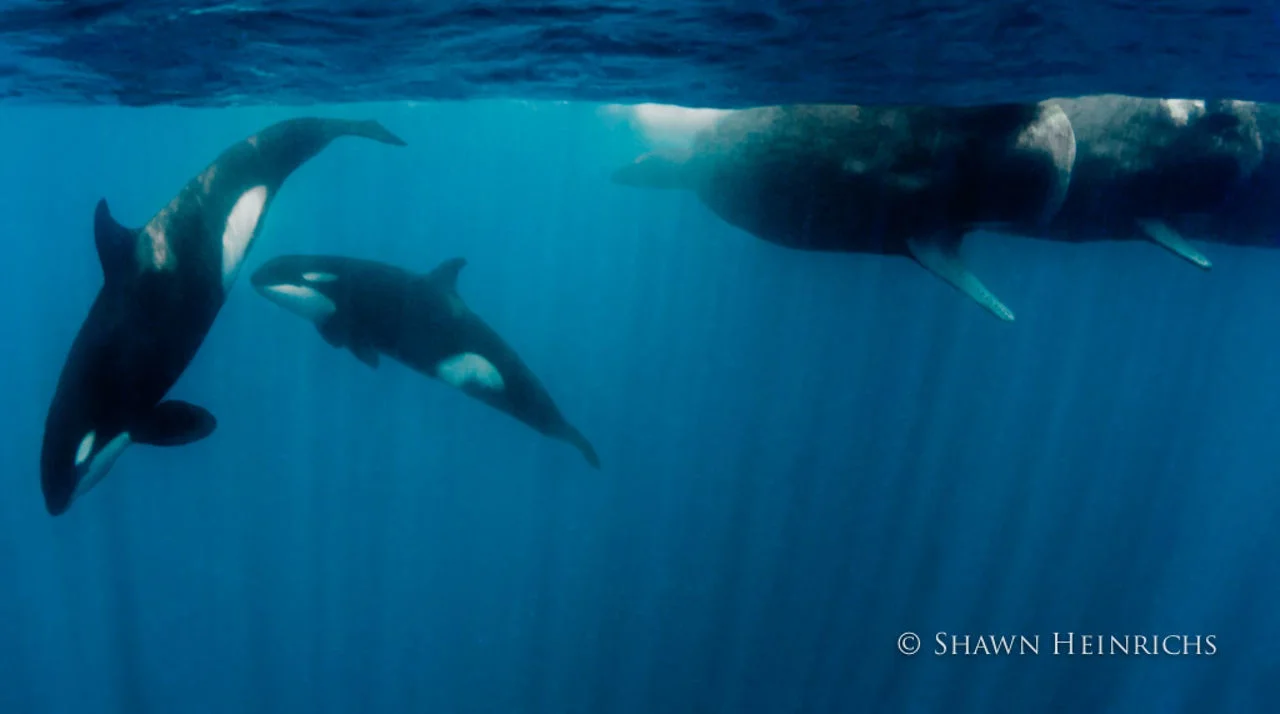 Orcas vs Sperm Whales | Blue Sphere Media