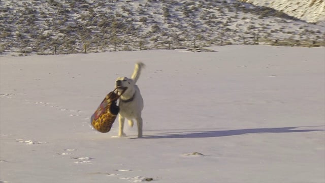 Turtle Ranch Wyoming on Vimeo