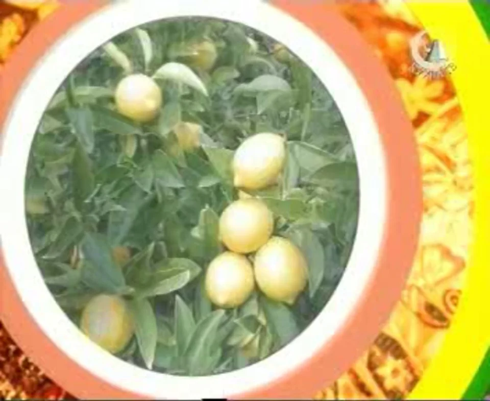 lemon on Vimeo