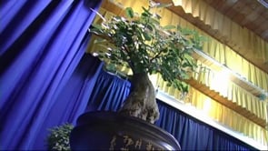 Inauguració de la IX exposició de Bonsais