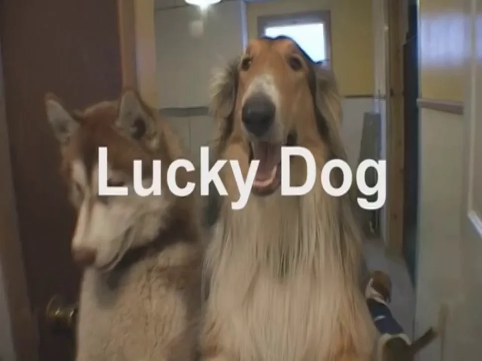 Lucky Dog trailer on Vimeo