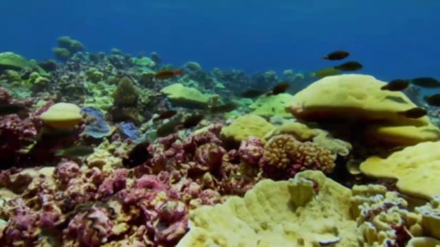 BBC - Future - Science Environment - Coral reefs Underwater pharmacies
