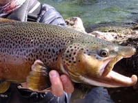 Sight Fishing - Traful River - Big Brown 1