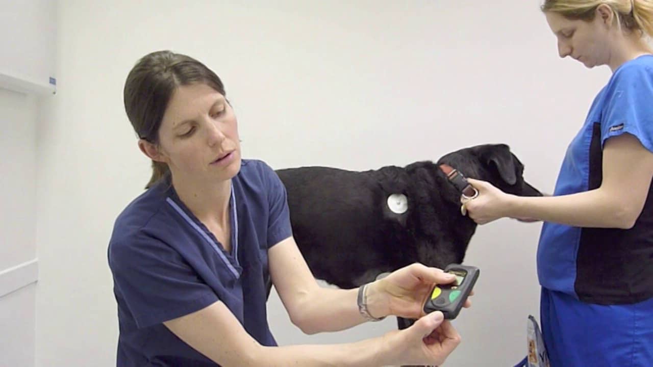 HeartVets Fitting a Holter monitor to a dog on Vimeo