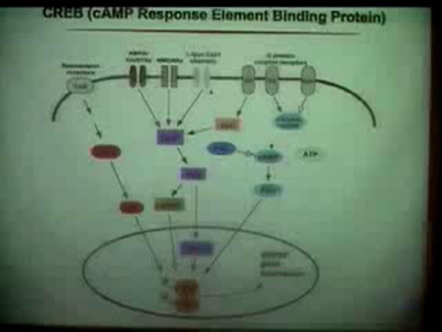 April 23, 2009 - Roles for CREB and Kappa-Opioid Receptor Ligands in the Study and Treatment of Depressive Illness