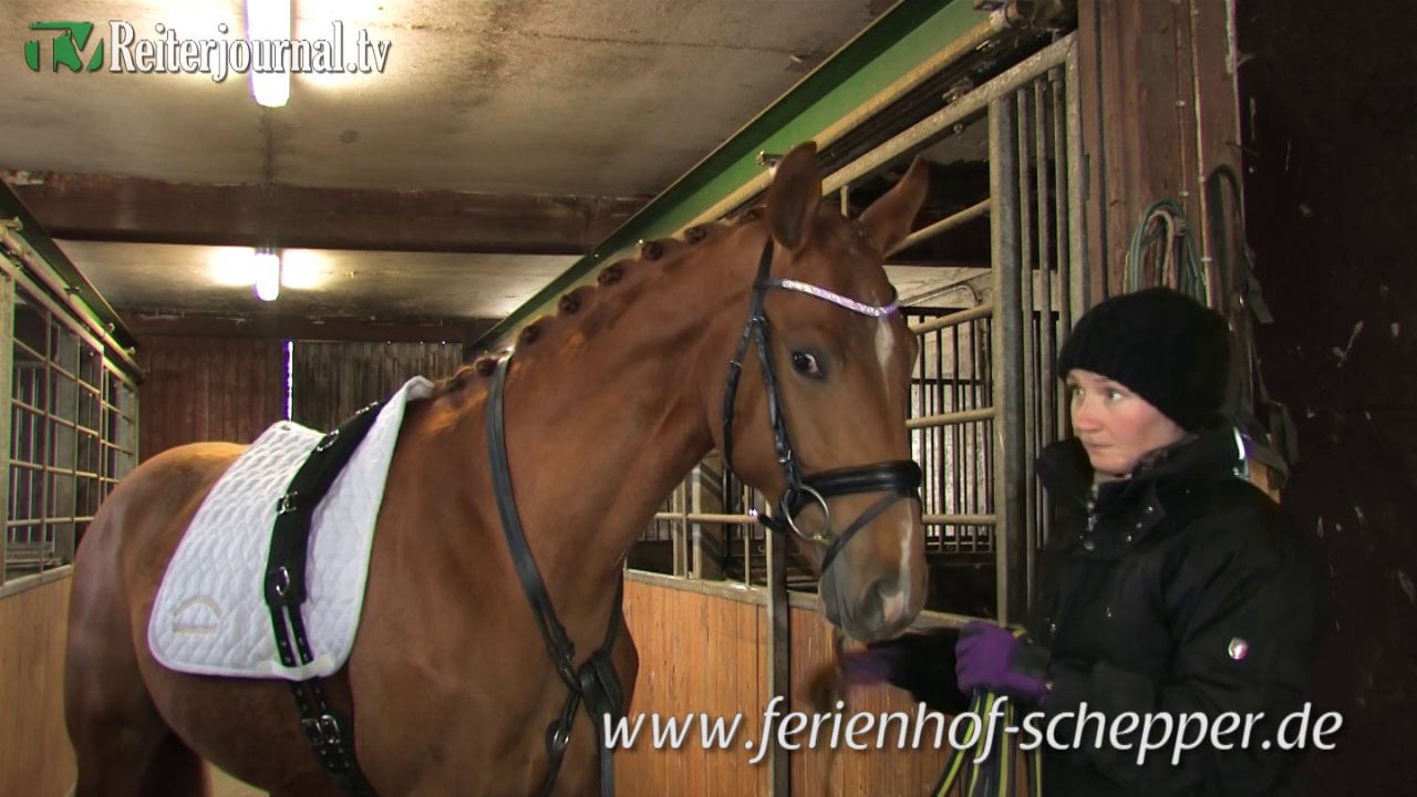 Reportage Pferdebetrieb Schepper - www.ferienhof-schepper.de