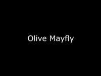Olive Mayfly