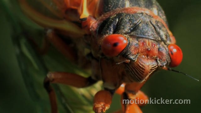 Watch a Cicada Metamorphose