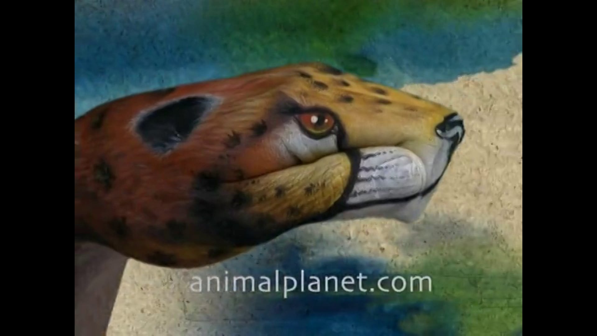 Animal Planet - Hero of the Year