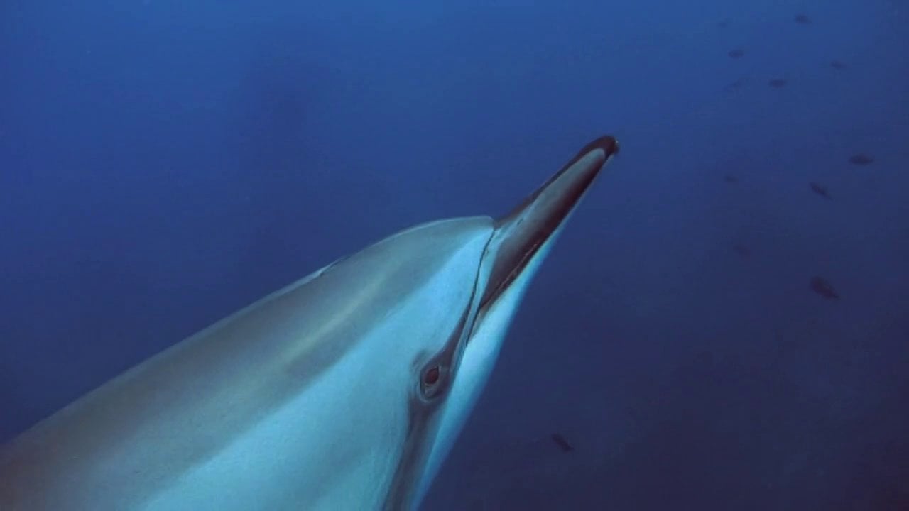 Dolphin Moment