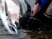 Steelhead fly fishing - The Meanest and Biggest !
