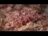 Classic Critters