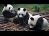 China SS