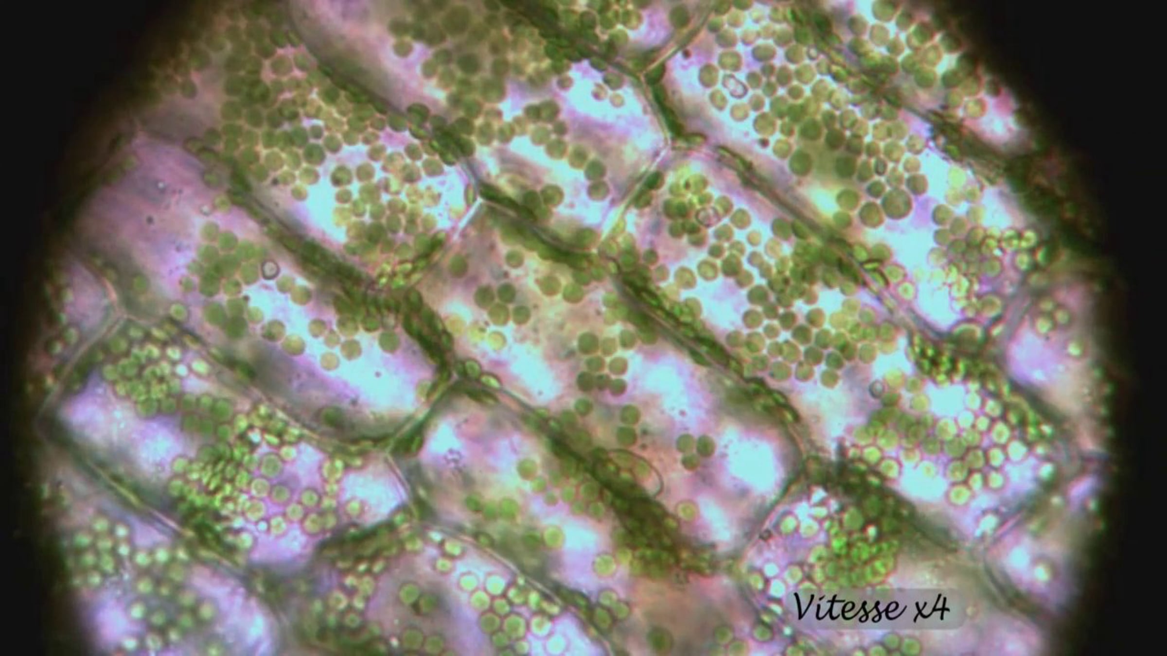Effet du cyanure sur la cyclose des cellules d'élodée | Videos & Movies ...